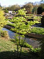 Acer palmatum cv Saoshika (fam Aceracees) (Photo F. Mrugala) (1)